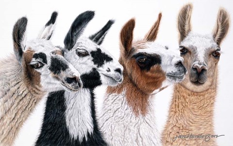 Framed Peruvian Visitors Print