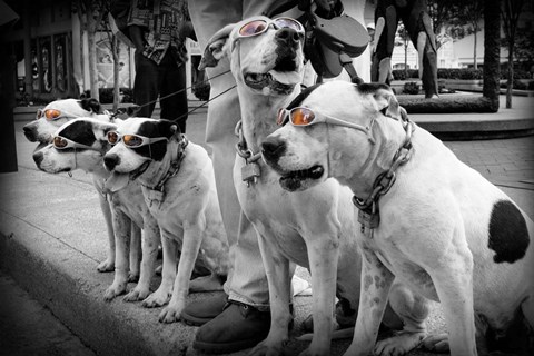 Framed Afternoon Stroll Print