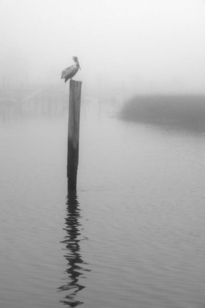 Framed On Pelican Marsh Print