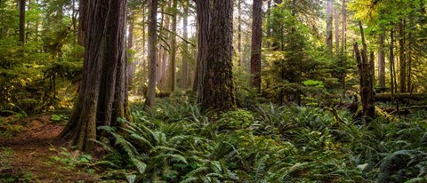 Framed Cathedral Forest Print