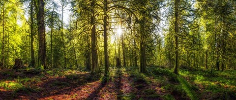 Framed Golden Forest Print