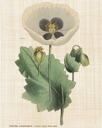 Framed Herbal Botany XVI Linen Crop Print