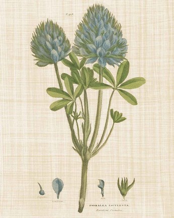 Framed Herbal Botany XV Linen Crop Print