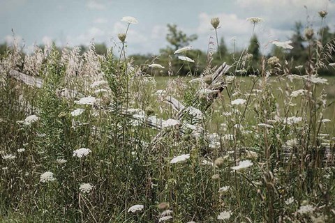 Framed Sun Drenched III Print