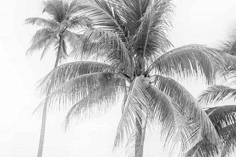 Framed Breezy II Print