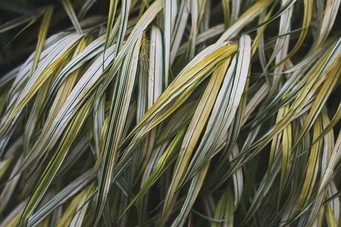 Framed Leafy III Print