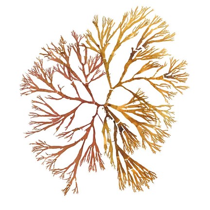 Framed Pacific Sea Mosses XX White Sq Print