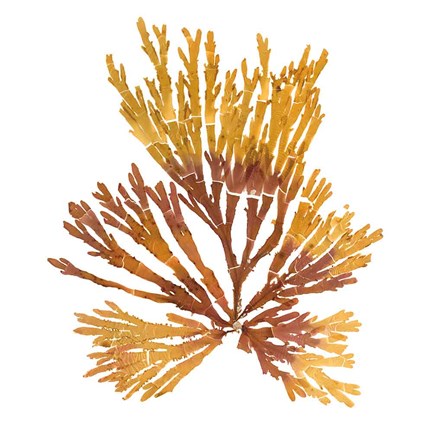 Framed Pacific Sea Mosses XIX White Sq Print