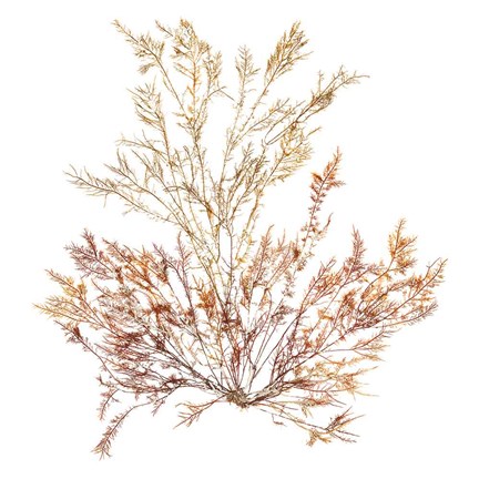 Framed Pacific Sea Mosses XV White Sq Print