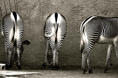 Framed Zebra Butts Print