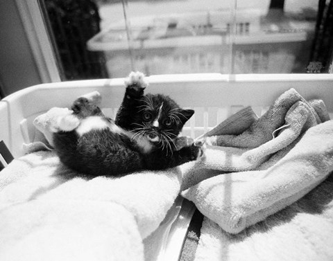 Framed Kitten Laundry Print