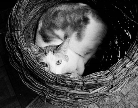 Framed Picasso Print