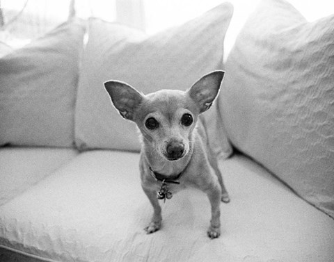 Framed Sweetpea Print