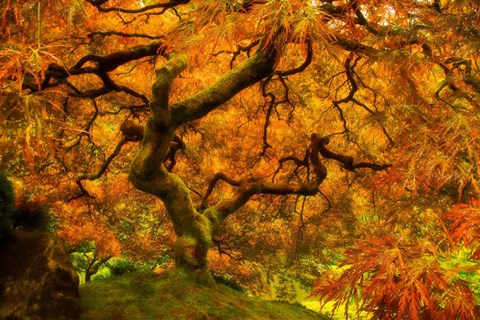 Framed Wild Fire Print