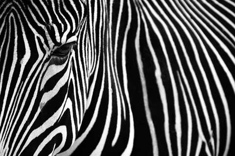Framed Zebra in Lisbon Zoo Print