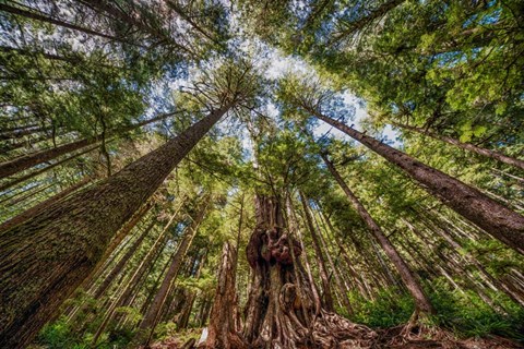 Framed Avatar Grove Canopy Print