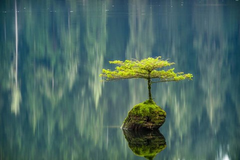 Framed Fairy Lake Bonsai Print