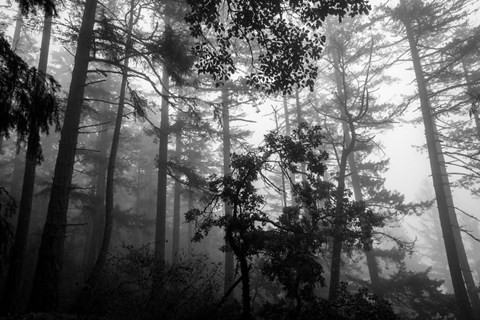 Framed Misty Forest Print