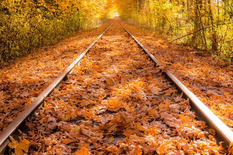 Framed Train Tracks in The Fall Print