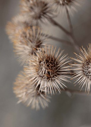 Framed Avantgarde Print