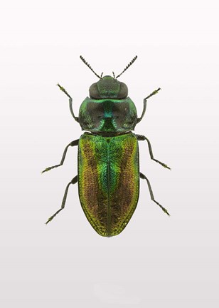 Framed Beetle 1 Print