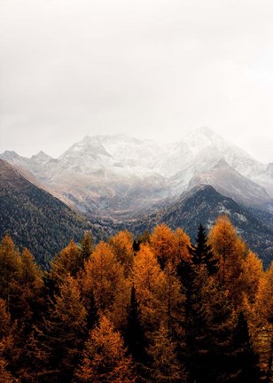 Framed Bishop 17 Print