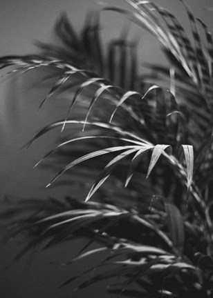 Framed Black Plant Print