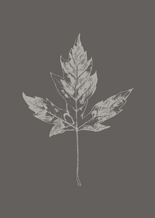 Framed Botanica 5 Print