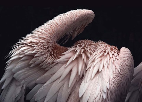 Framed Flamboyance 2 Print