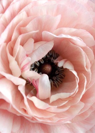 Framed Flower Print