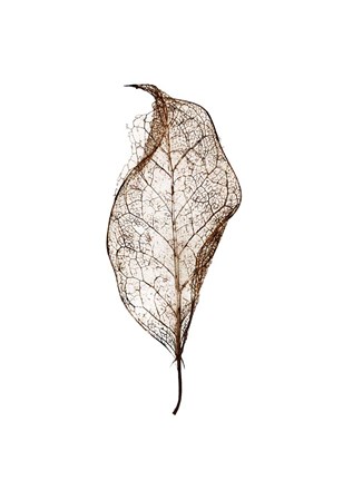 Framed Leaf Print