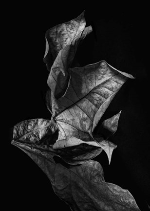 Framed Leaf Composition, Dark Print