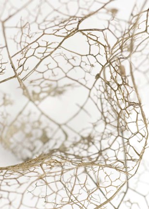 Framed Leaf Skeleton Print