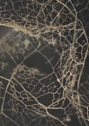 Framed Leaf Skeleton Dark Print