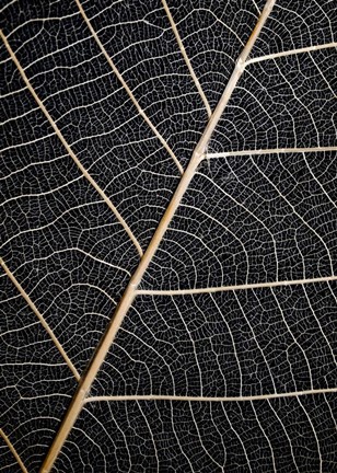 Framed Leaf Veins Print