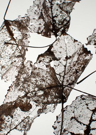 Framed Leaves Print
