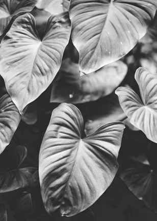 Framed Leaves of Grey Print