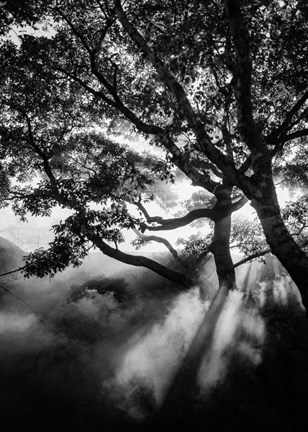 Framed Misty Black Print