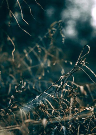 Framed Secret 1 Print