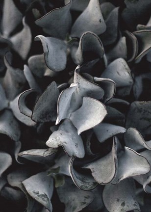 Framed Secret 10 Print