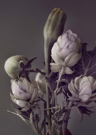 Framed Secret 13 Print