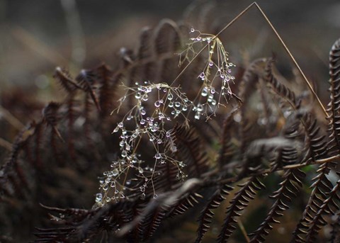 Framed Secret 2 Print