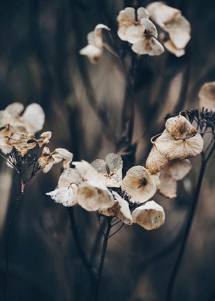 Framed Secret 4 Print