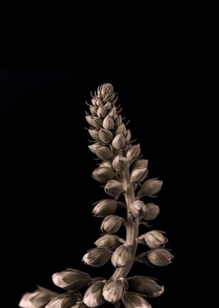 Framed Upwards 2 Print