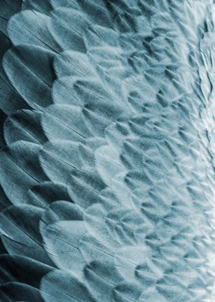 Framed Volture I Print