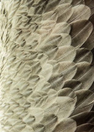 Framed Volture II Print