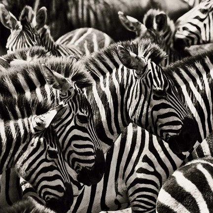 Framed Camouflage II Print