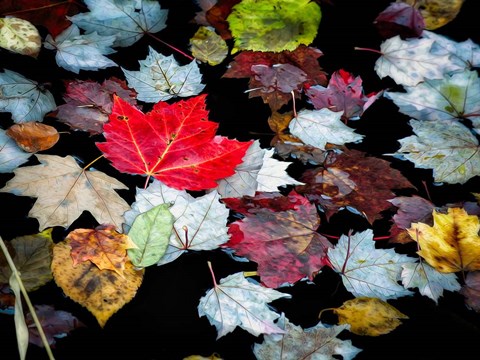 Framed Autumn Leaves Print