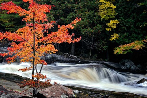 Framed Autumn, Lower Rosseau Falls Print