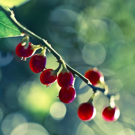 Framed Luscious Print